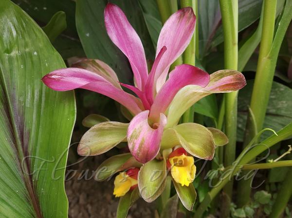 Curcuma caesia - Black Turmeric